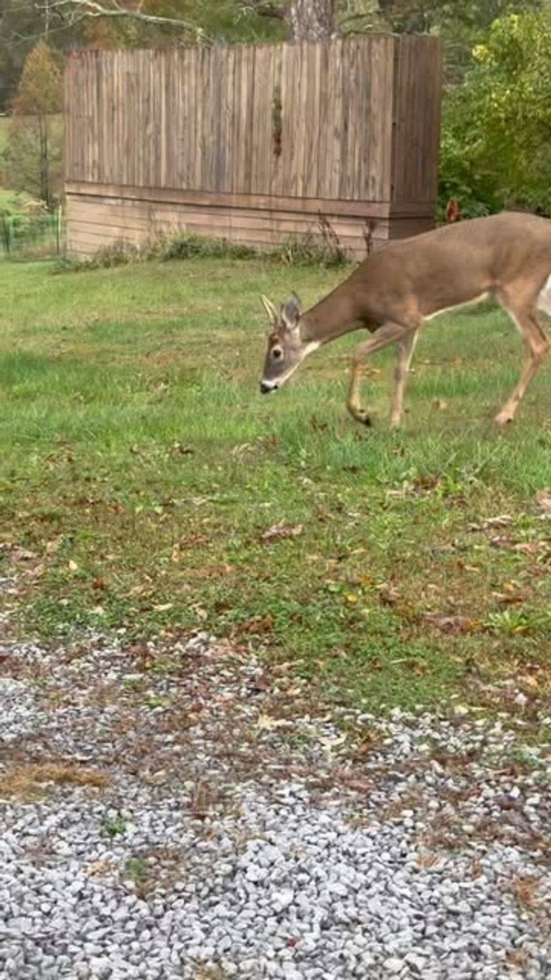 Protect Your Pets And Bring Them Inside