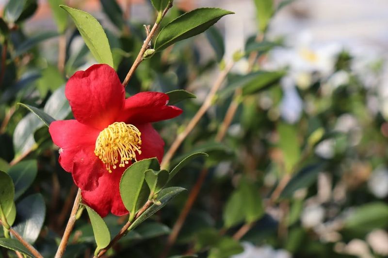 Ensure Proper Drainage Around Plants