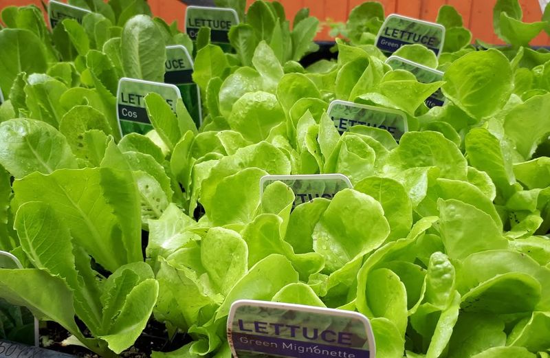 Plant Cool-Season Vegetables Early In The Year