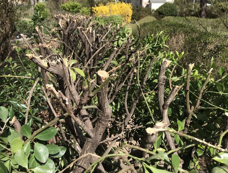 Consider The Season And Plant Health