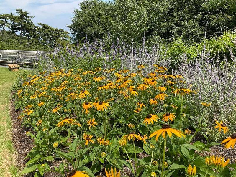 Fertilize Plants with Appropriate Nutrients