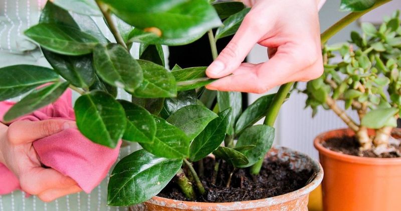 Water Thoroughly Until Drainage Appears