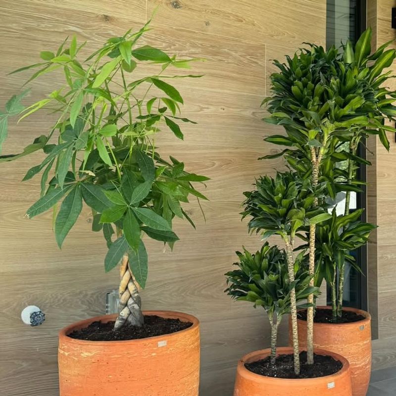 Use Room Temperature Water To Avoid Shocking Roots