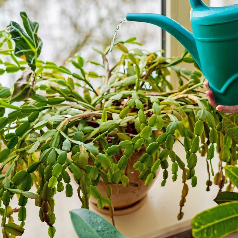 Use Room Temperature Water To Avoid Shocking The Roots