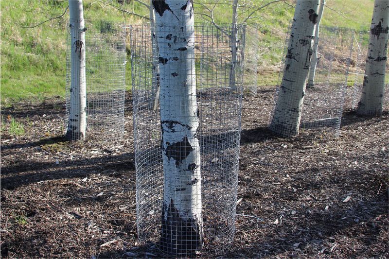 Install Tree Protectors