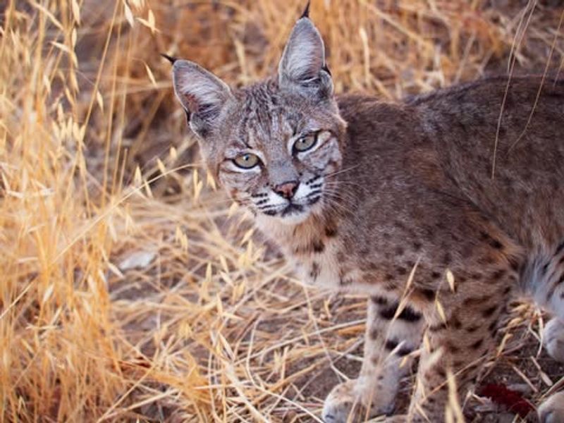 Contact Local Wildlife Authorities If Needed