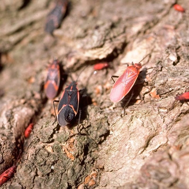 Spring Brings Natural Dispersal