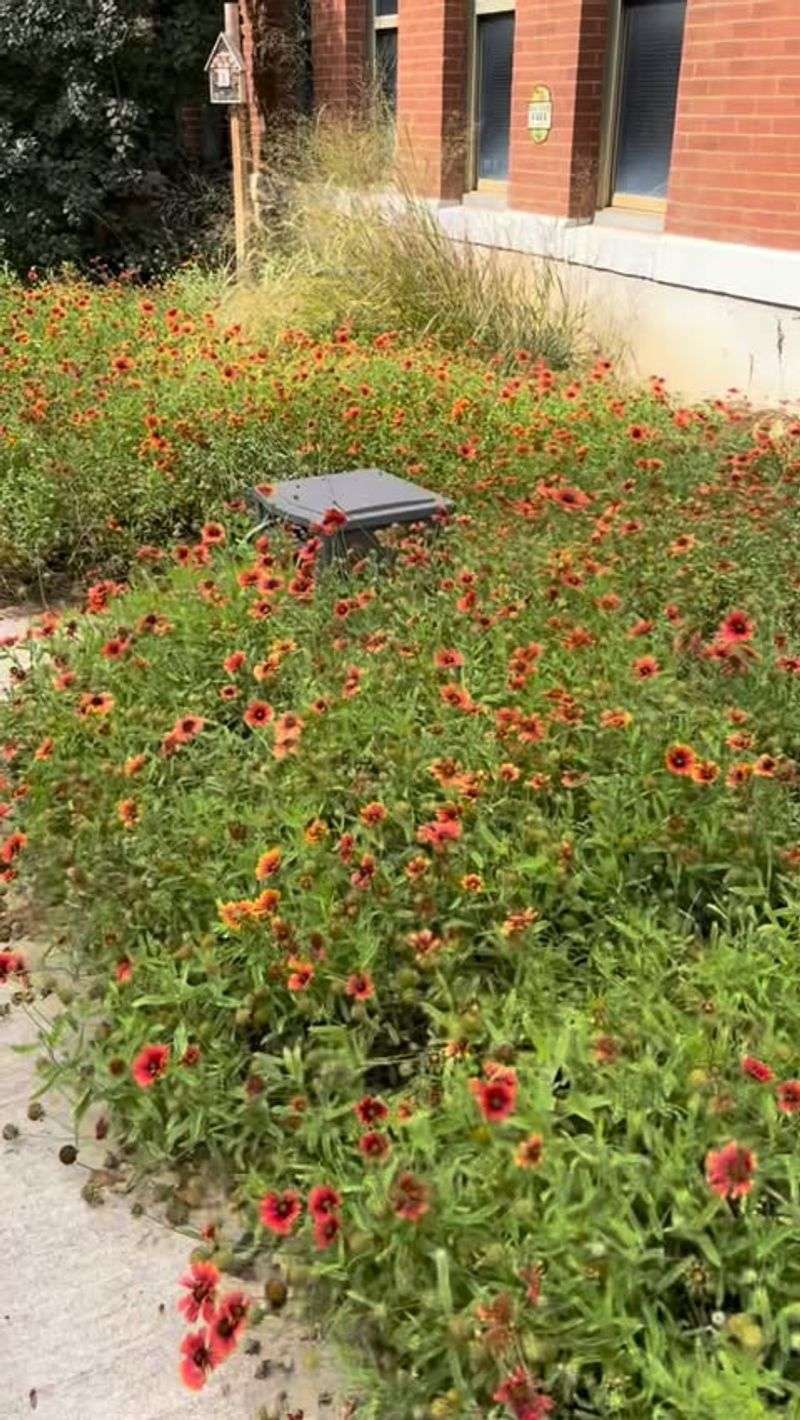 Educational Opportunities Flourish