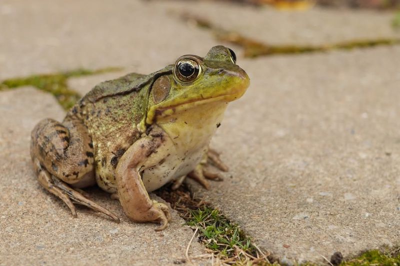 Connection To Louisiana's Wetland Heritage