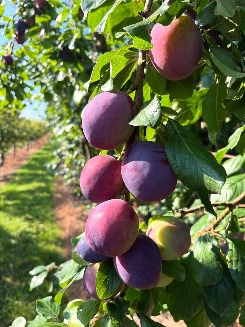 Plum Trees