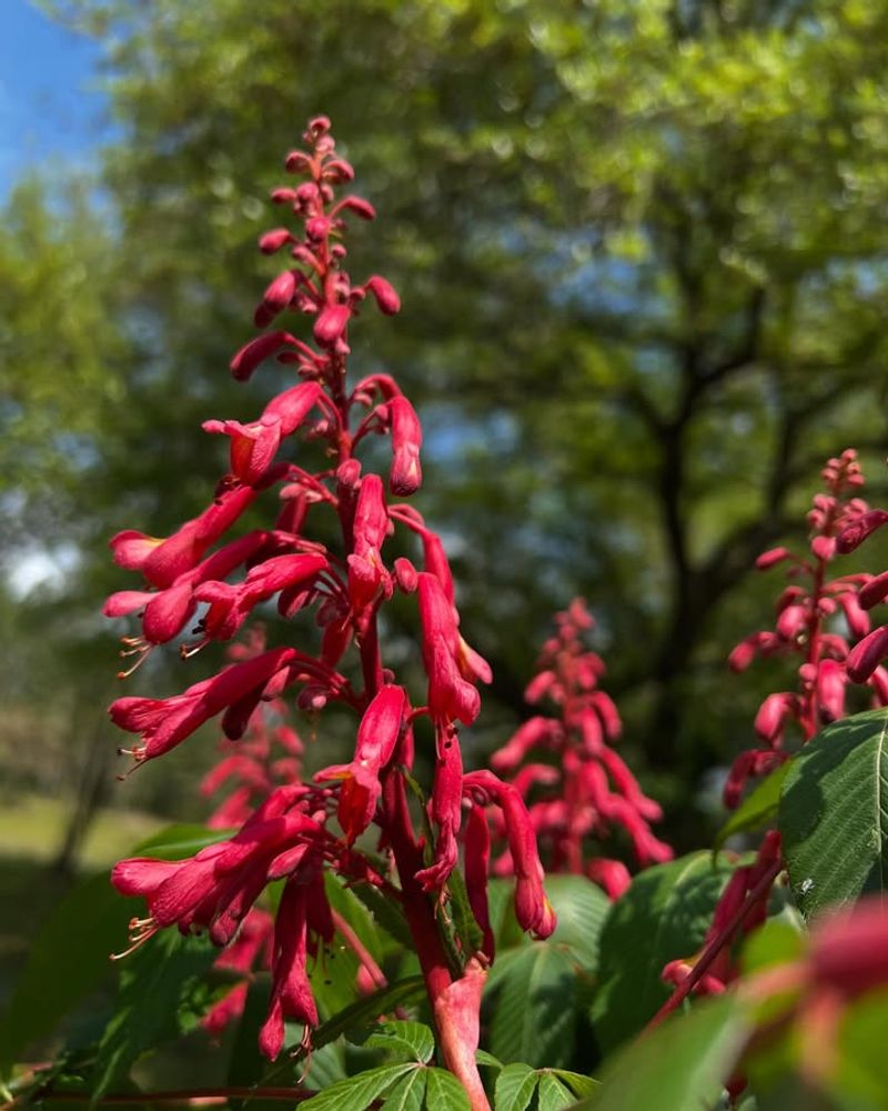 Red Buckeye (Aesculus Pavia)