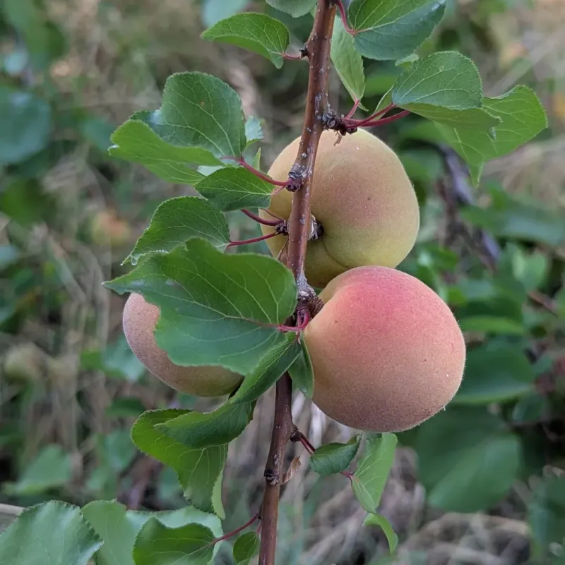 Apricot Trees Face Disease Pressure