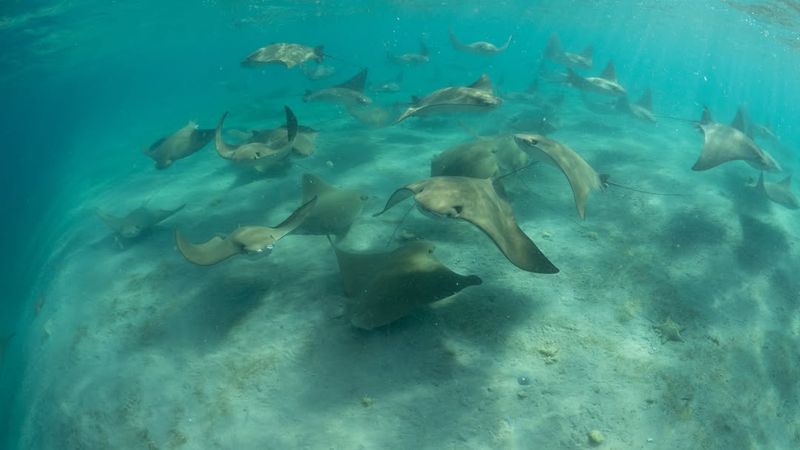 Cownose Stingray (Rhinoptera Bonasus)