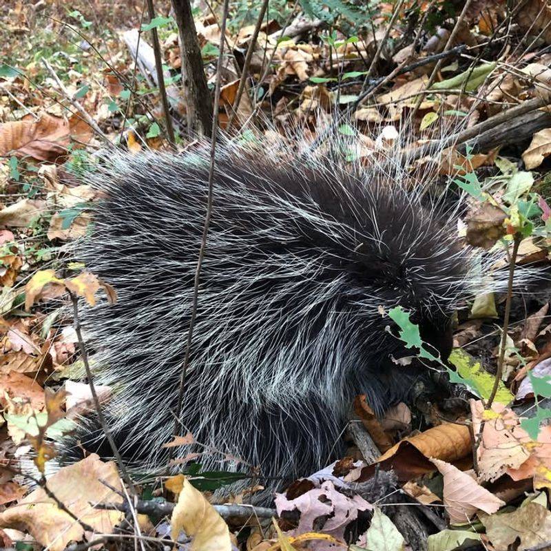 Distinctive Droppings Near Garden Areas