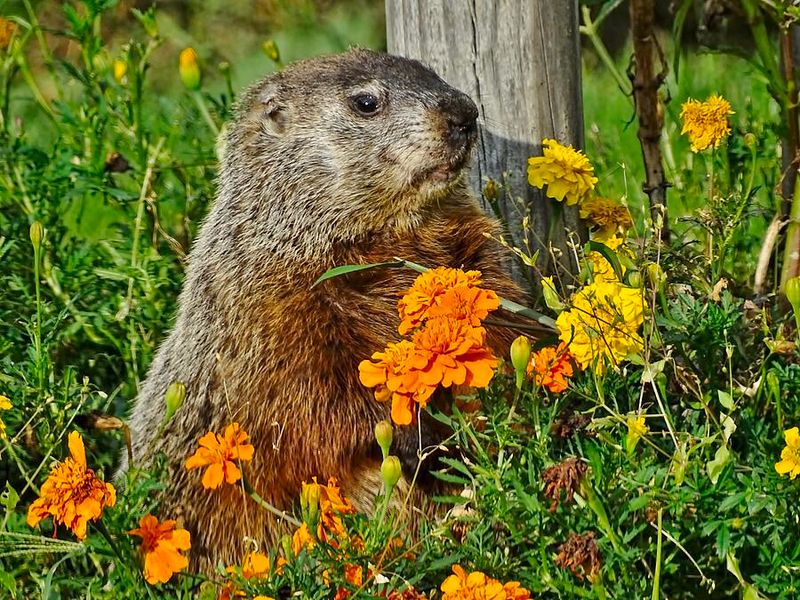 Trampled Flower Beds With Flattened Paths