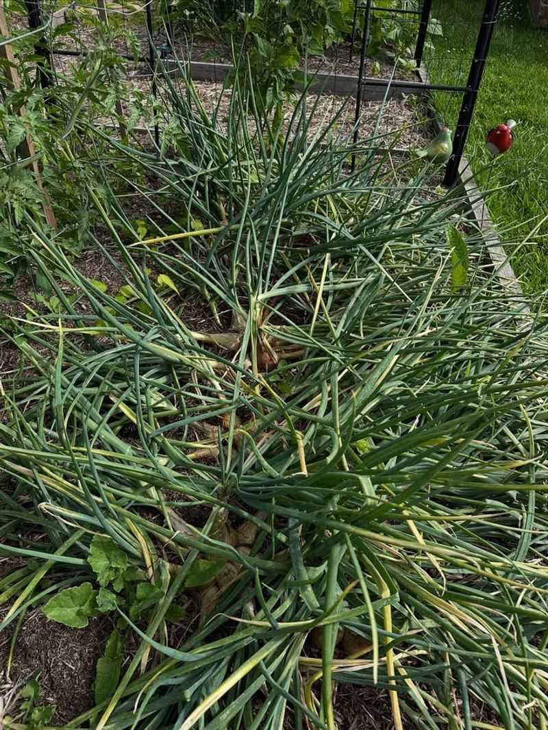 Trampled Garden Beds And Flattened Grass Paths