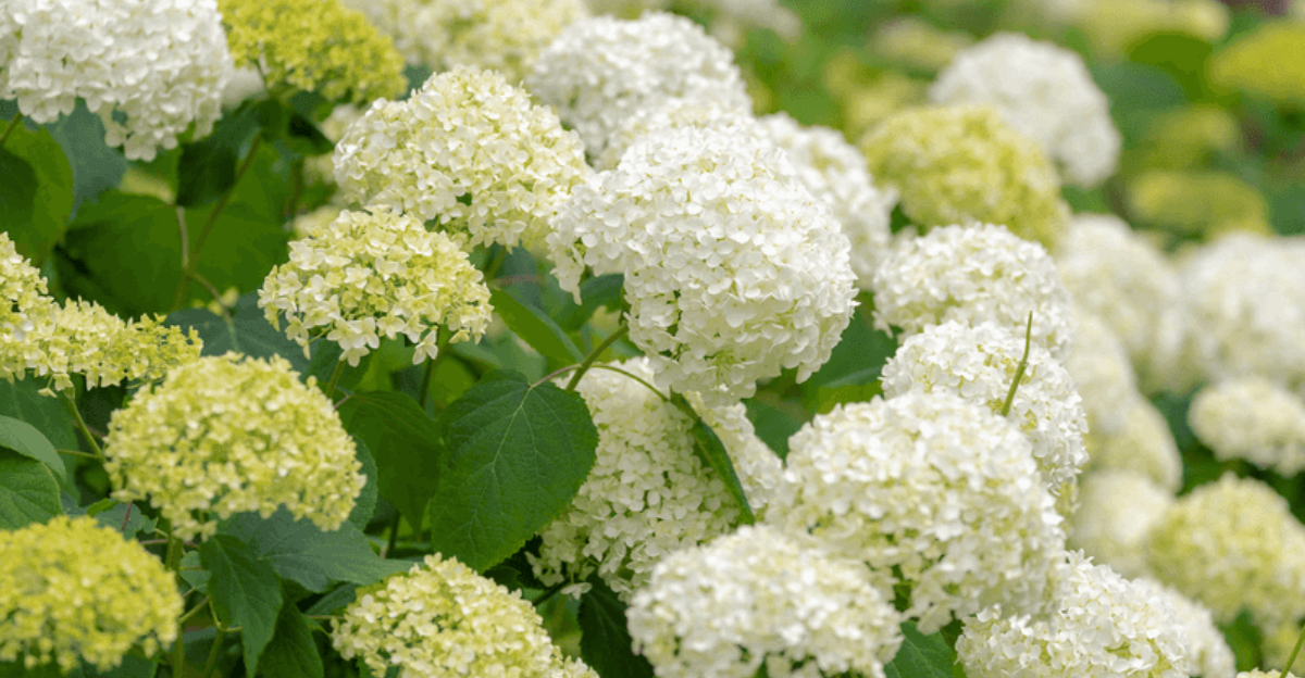 Chicago Botanic Garden Expert Says Anyone Can Grow A Smooth Hydrangea