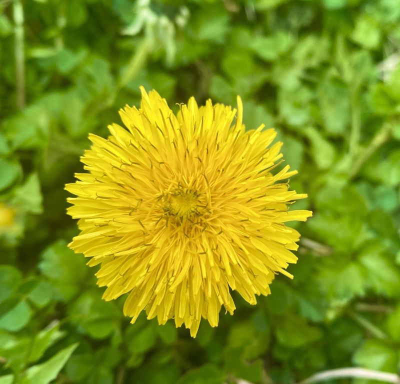 Dandelion