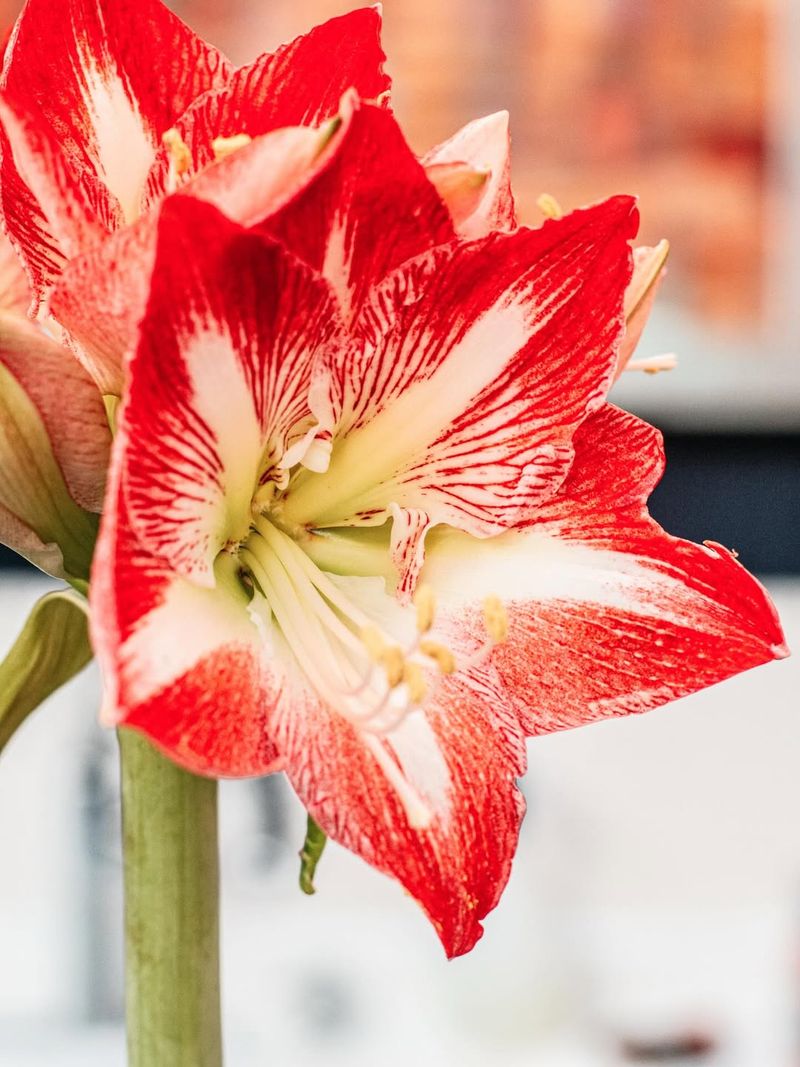 Social Media Shareability