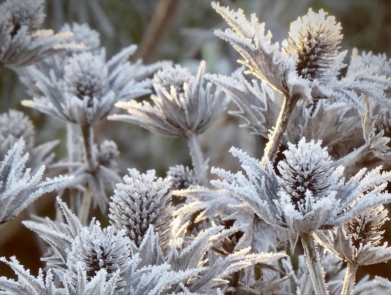Gardeners Adjust Winter Practices For Better Views