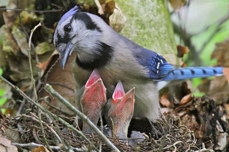 All Native Songbirds And Their Active Nests