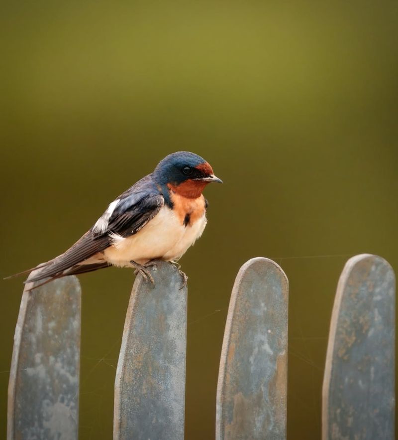 Barn Swallows (Hirundo rustica)