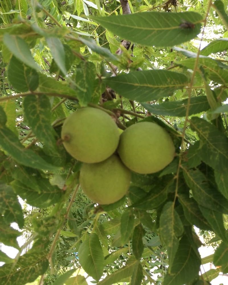 Black Walnut (Juglans Nigra)
