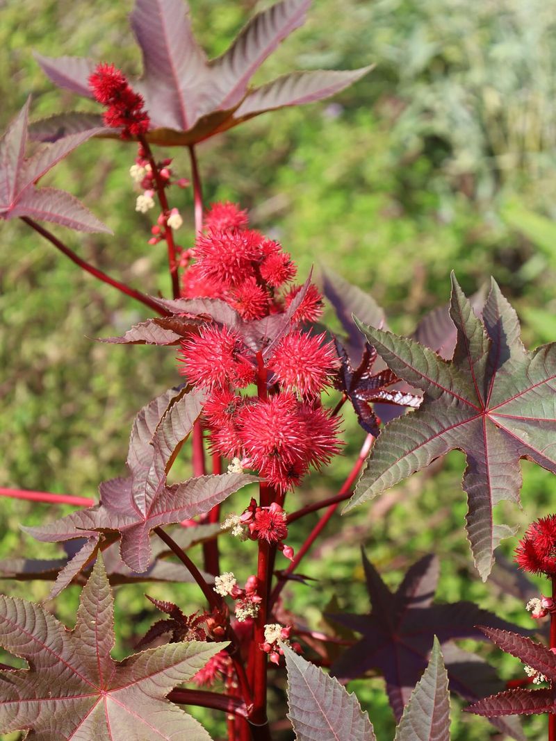 Castor Bean Tree (Ricinus Communis)