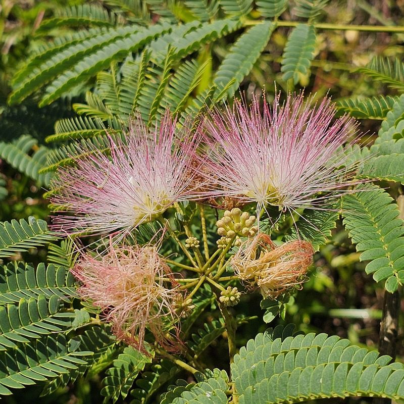 Mimosa Tree / Silk Tree (Albizia Julibrissin)
