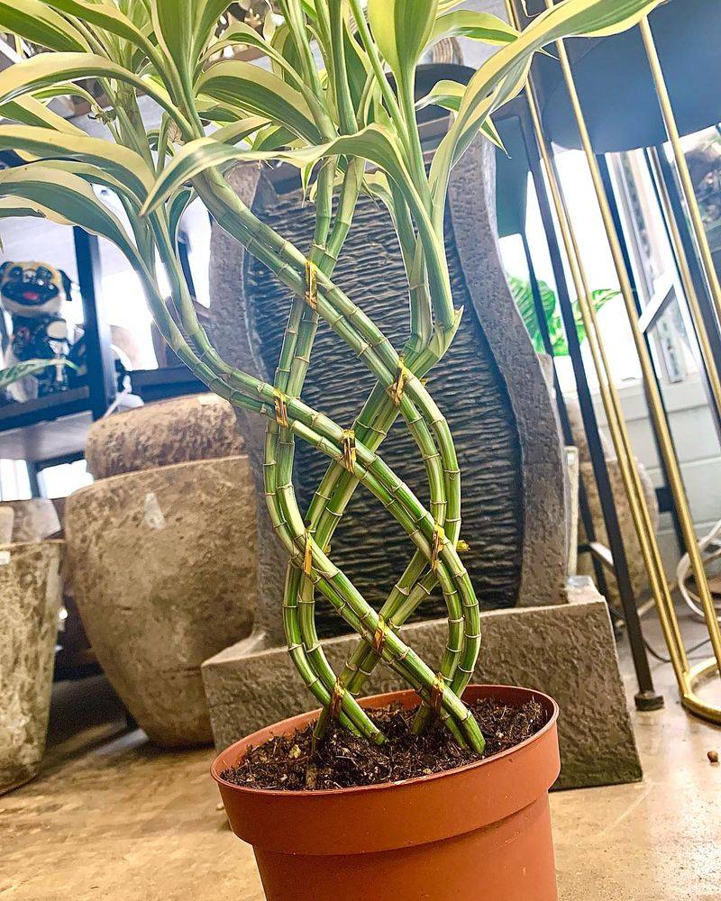 Lucky Bamboo (Dracaena Sanderiana)