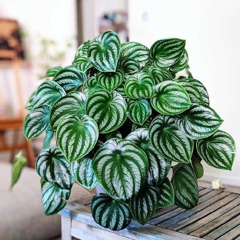 Peperomia (Raindrop, Ripple, or Obtusifolia)