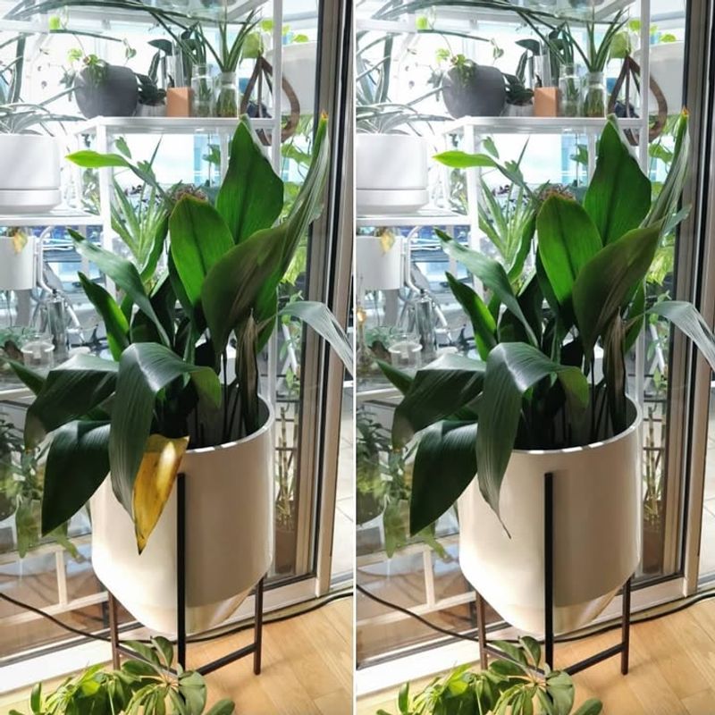 Cast Iron Plant (Aspidistra elatior)