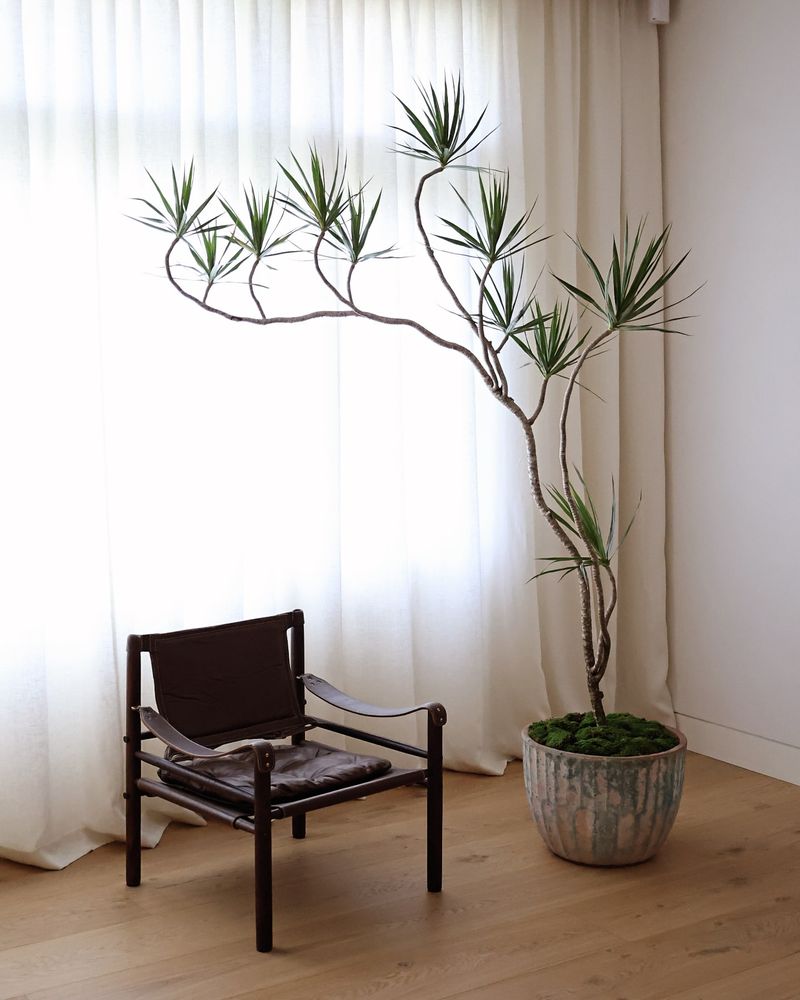 Dracaena