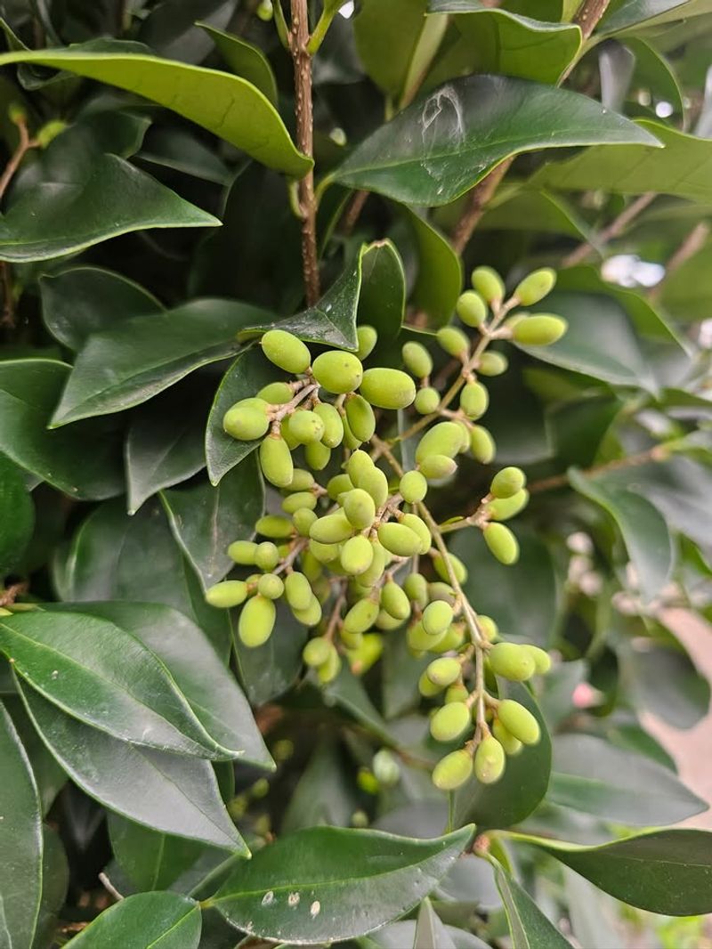 Japanese Privet