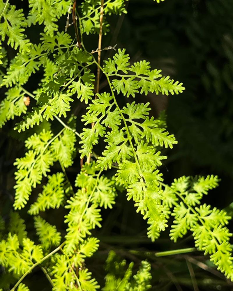 Japanese Climbing Fern