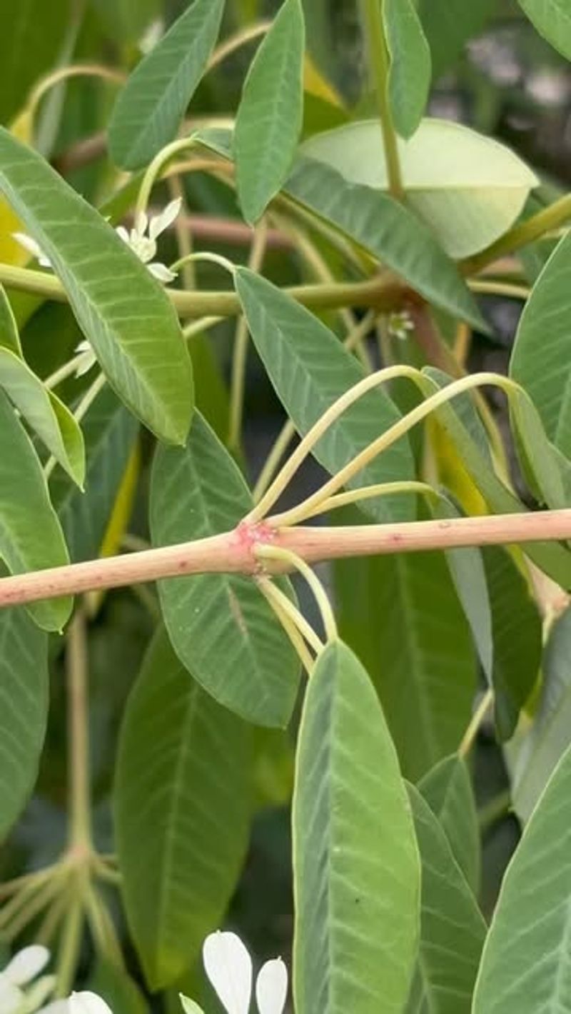 Earleaf Acacia (Acacia Auriculiformis)