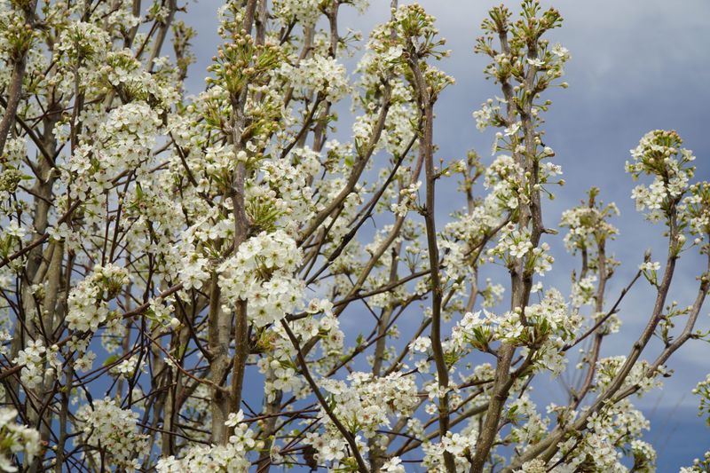 Bradford Pear (Pyrus Calleryana)