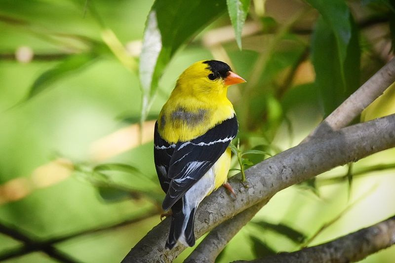 Goldfinches Embrace Change