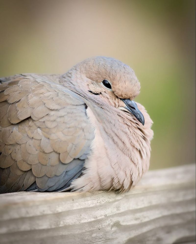Mourning Doves