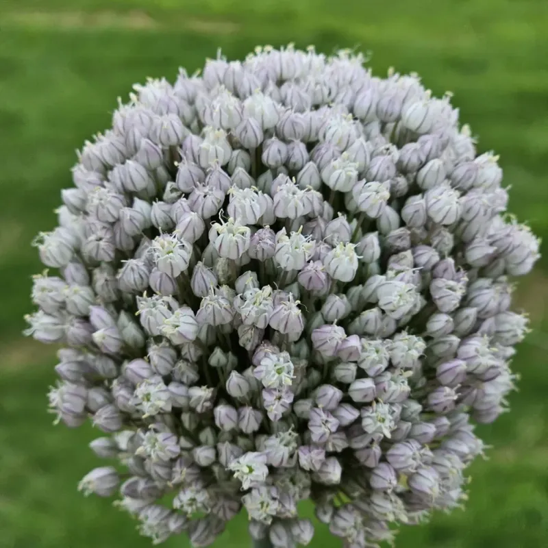 Garlic (Allium Sativum)
