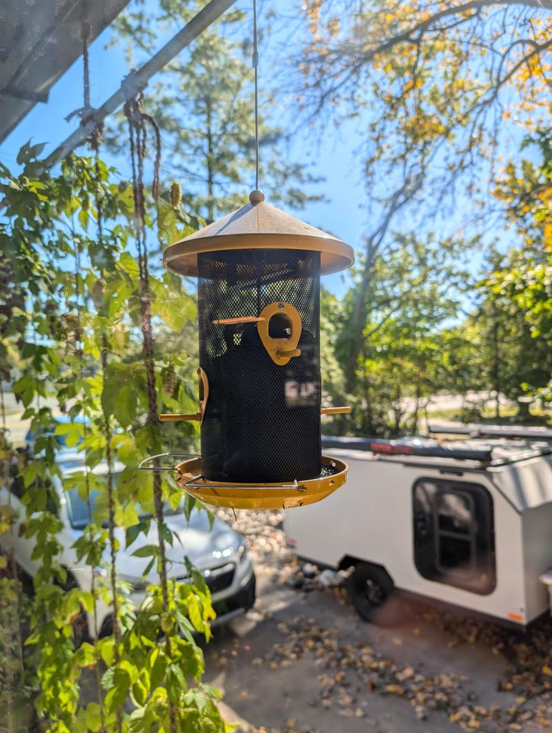 Spoiled Or Moldy Seeds