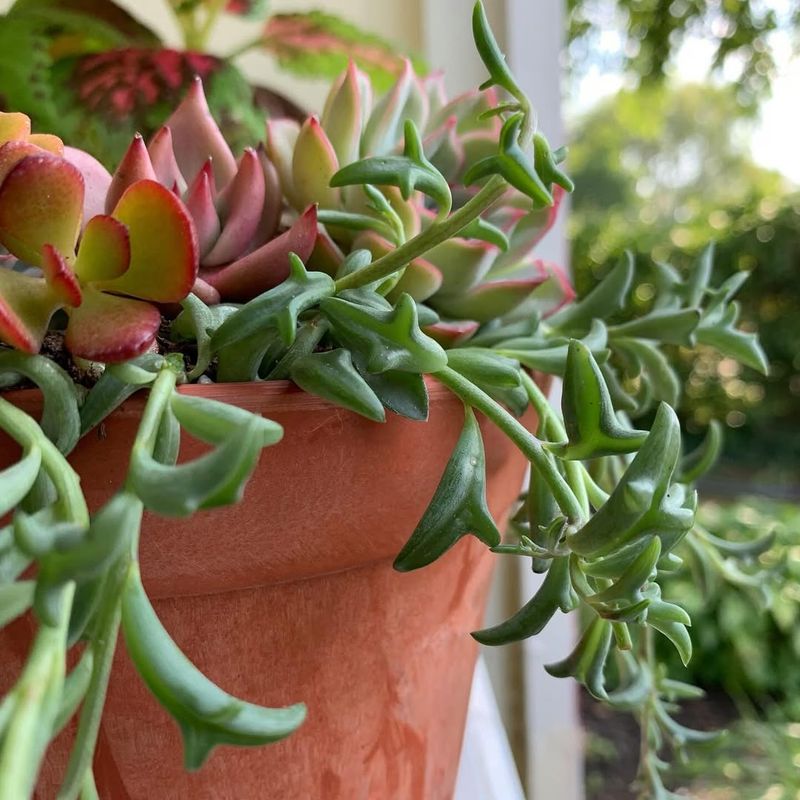 String of Dolphins (Senecio peregrinus)