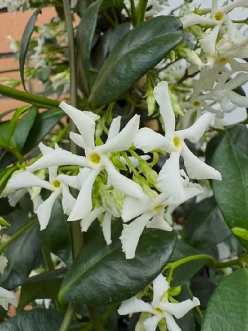 Confederate Jasmine (Trachelospermum Jasminoides)