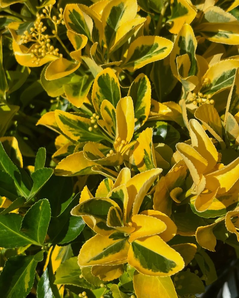 Climbing Euonymus Adds Evergreen Interest With Variegated Foliage