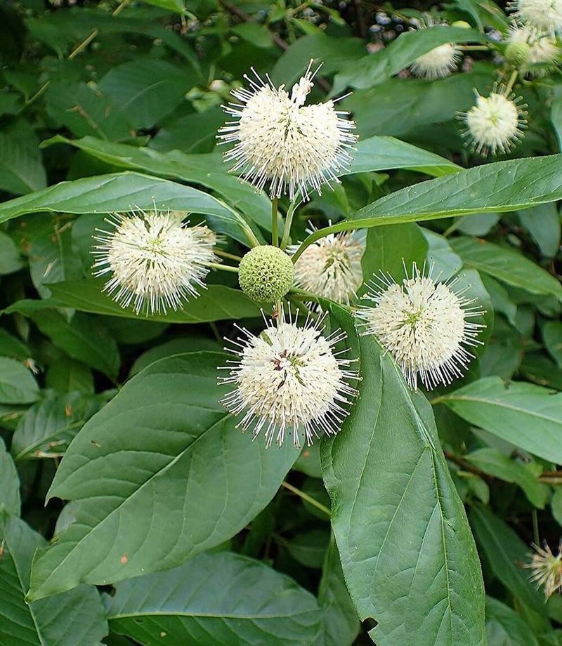 Buttonbush (Cephalanthus Occidentalis)