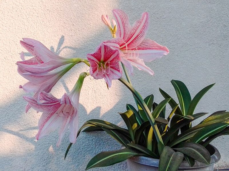 Reduce Temperature Fluctuations Around The Plant