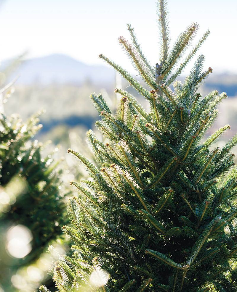 Apply Anti-Desiccant Spray To Protect Against Moisture Loss