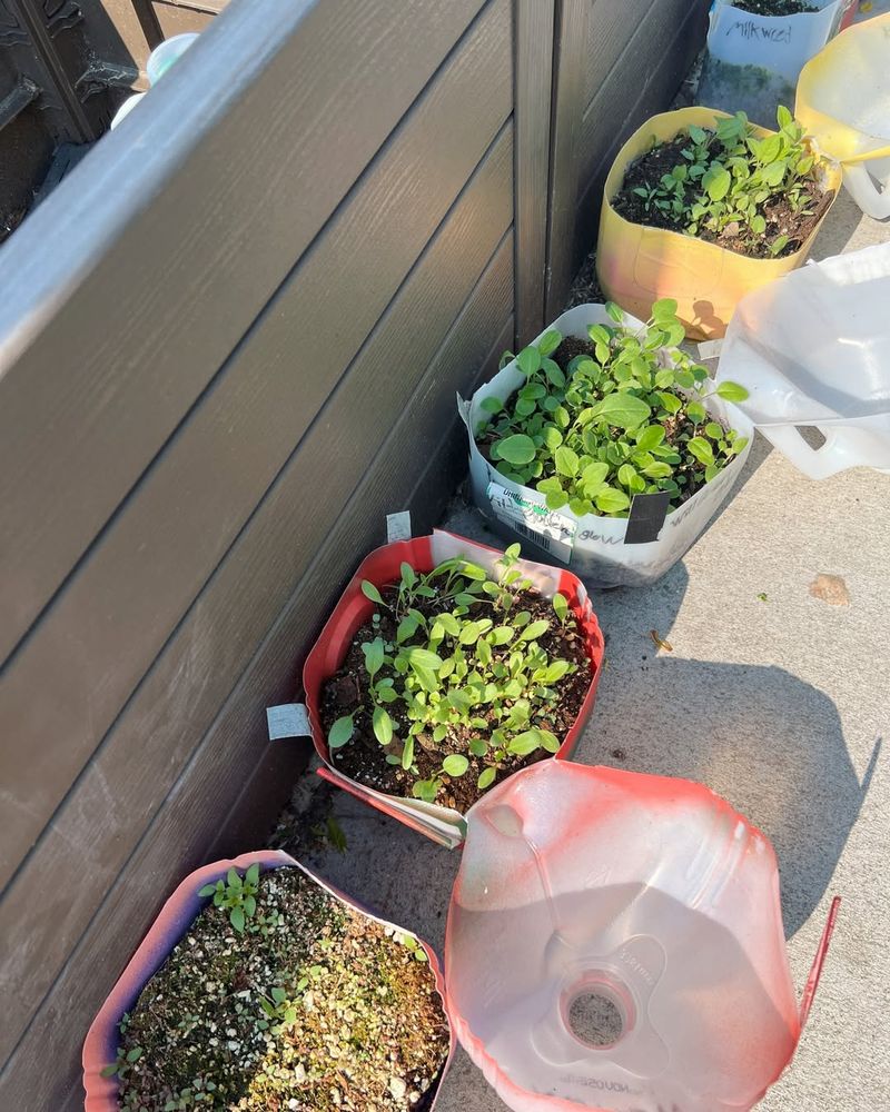 Use Clear Recycled Containers With Drainage Holes For Mini Greenhouses