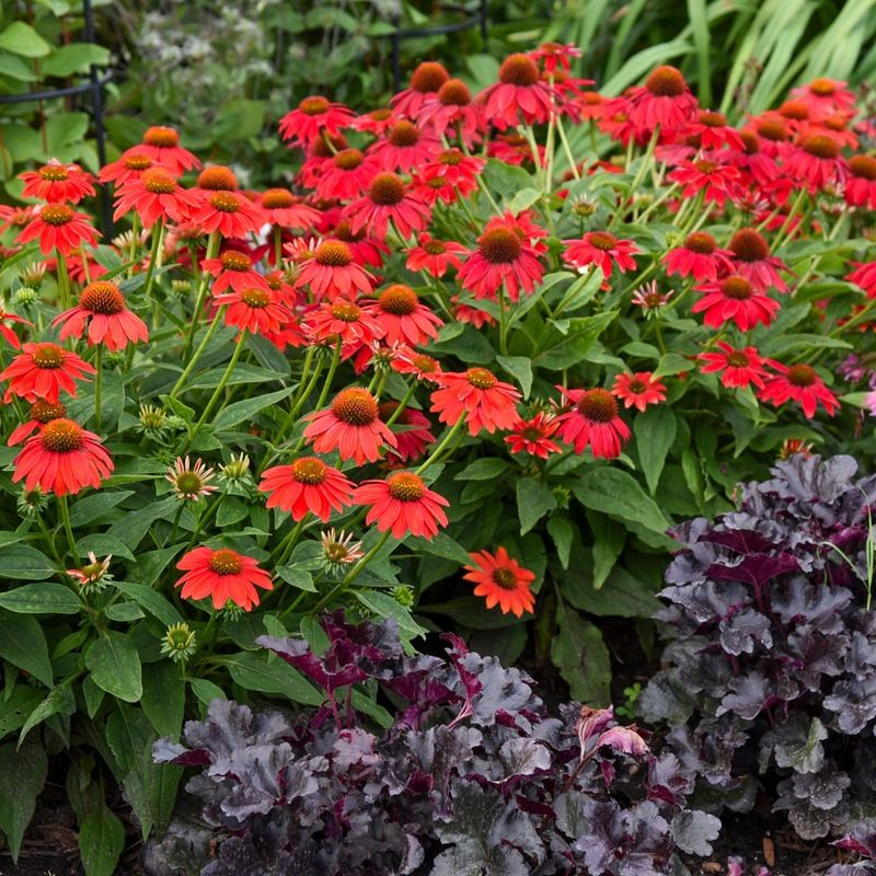 Use Desert Friendly Red Perennials