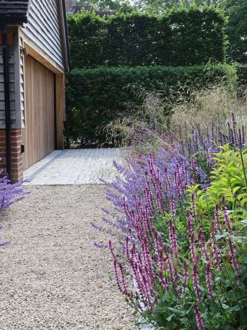 Plant Lavender Along Sunny Sections